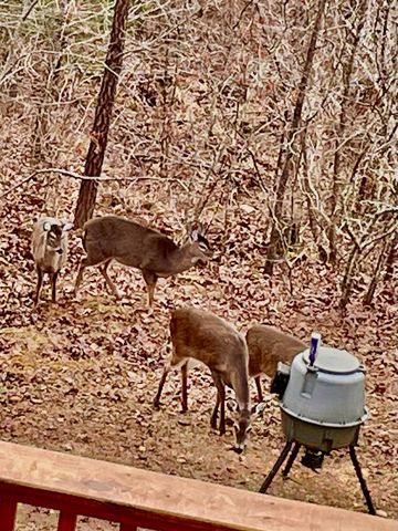 85 Flat Top Trail, Murphy, NC 28906