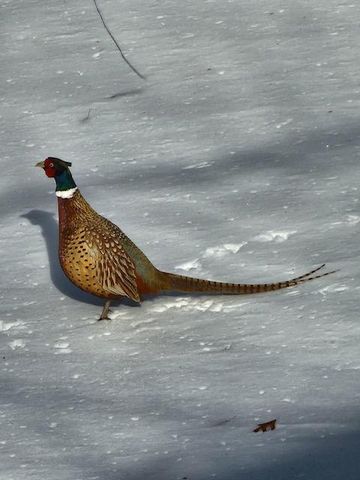 12516 225th Court NW, Elk River, MN 55330