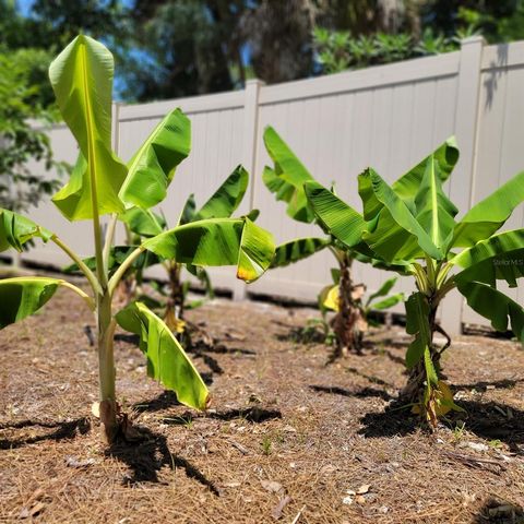 3624 PECK STREET, Sarasota, FL 34238