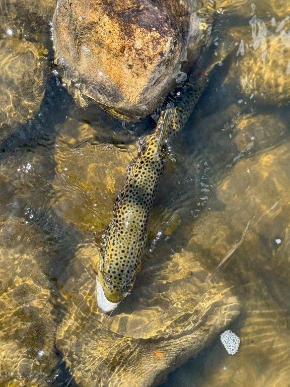 142 Luppold Road, White Sulphur Springs, MT 59645 photo 52