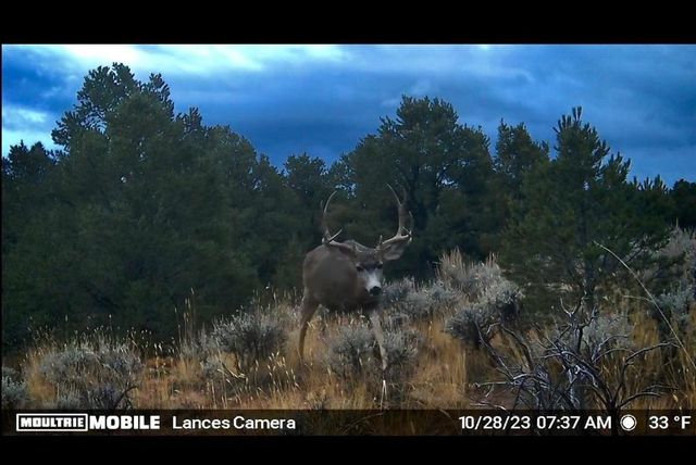 15141 DS Road, Glade Park, CO 81523