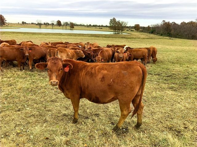 376 NW 90th Road, Sheldon, MO 64784