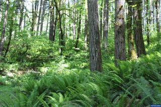 West of 31849 McLoughlin Dr, Philomath, OR 97370