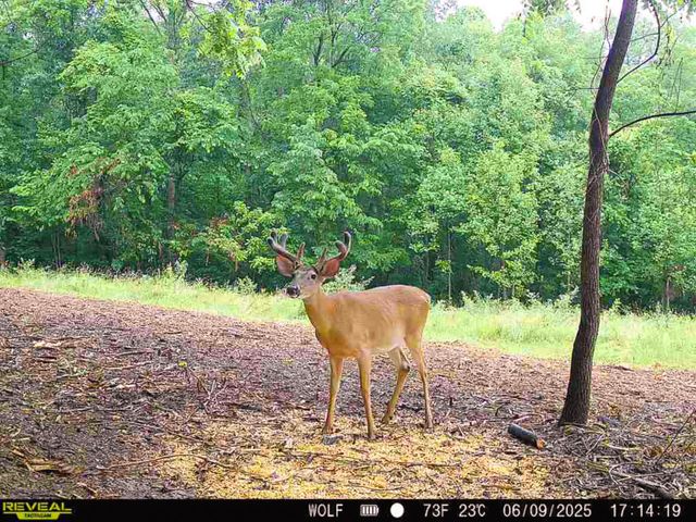 0 Wolf Hill Road, (Tract 1 Wolf Hill), Mcarthur, OH 45651