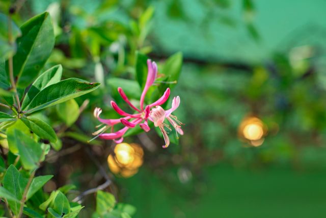 521 Wetzel Drive, Mccloud, CA 96057