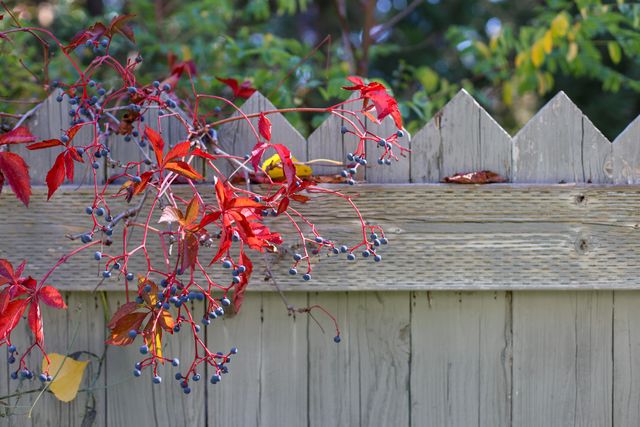 521 Wetzel Drive, Mccloud, CA 96057