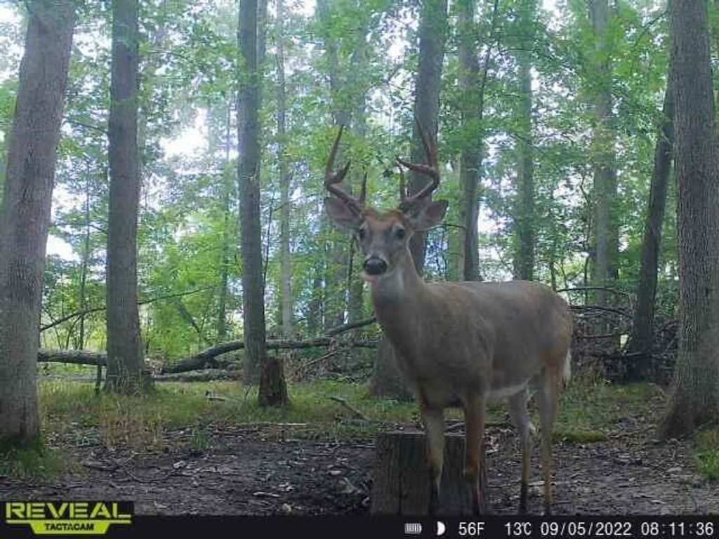 9159 Moreland Road, Jerome, MI 49249