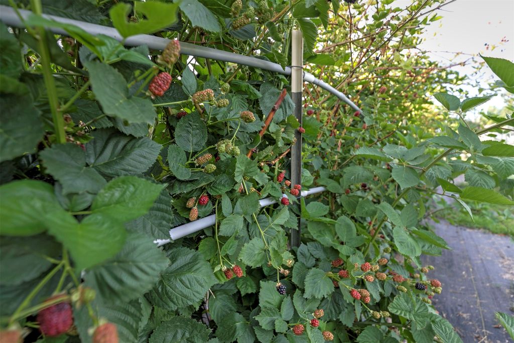 612 Wises Way, Corvallis, MT 59828 photo 17