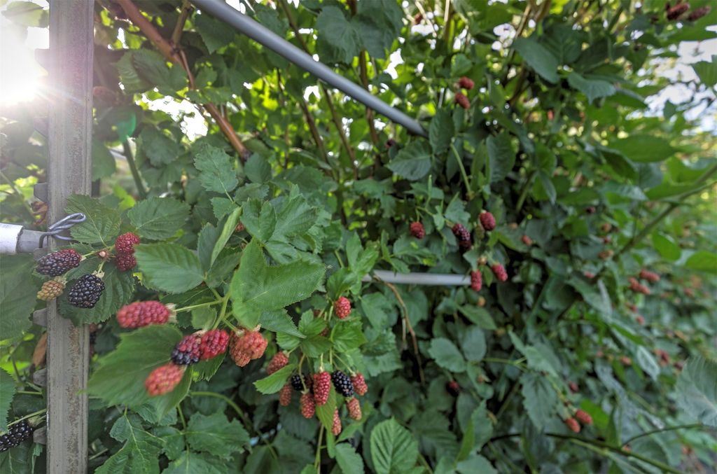 612 Wises Way, Corvallis, MT 59828 photo 79