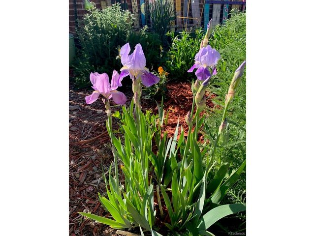 6810 Simms Ct, Arvada, CO 80004