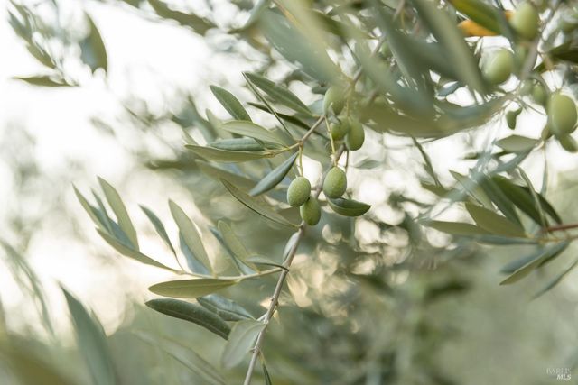 601 Rossi Rd, St. Helena, CA 94574