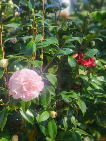 4011 Layang Layang Cir F, Carlsbad, CA 92008