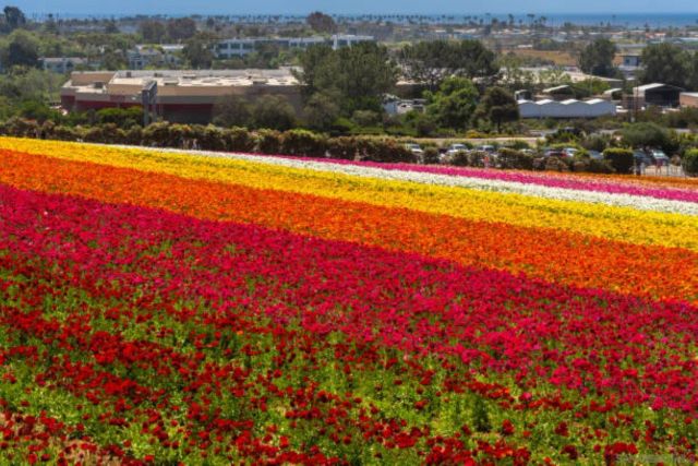 4011 Layang Layang Cir F, Carlsbad, CA 92008