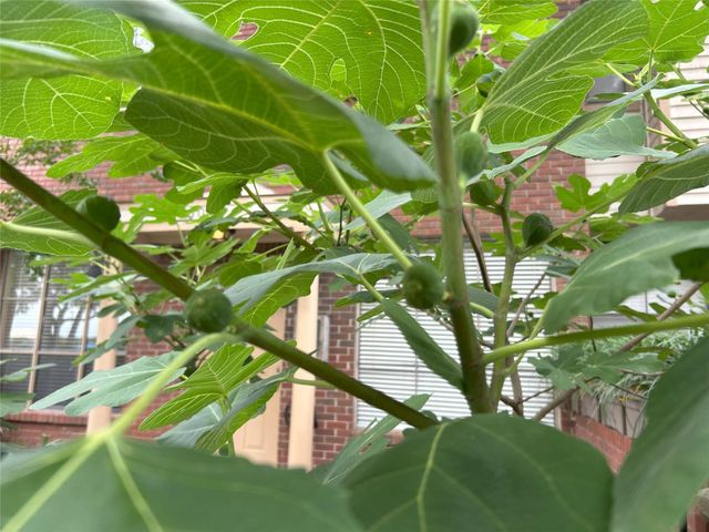 1103 Dulles Avenue 603, Stafford, TX 77477