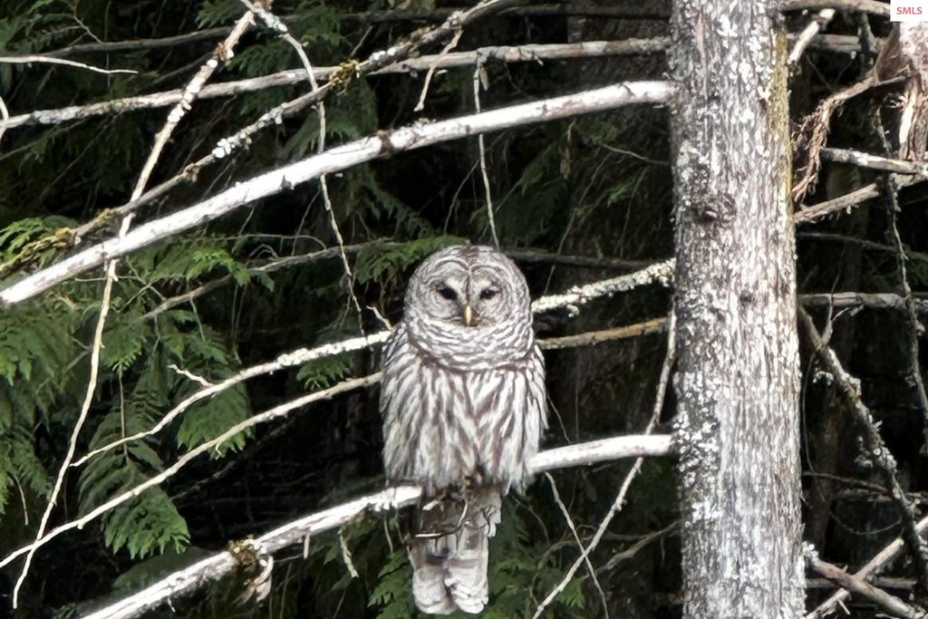 NKA Jenny Lane, Sandpoint, ID 83864 photo 6