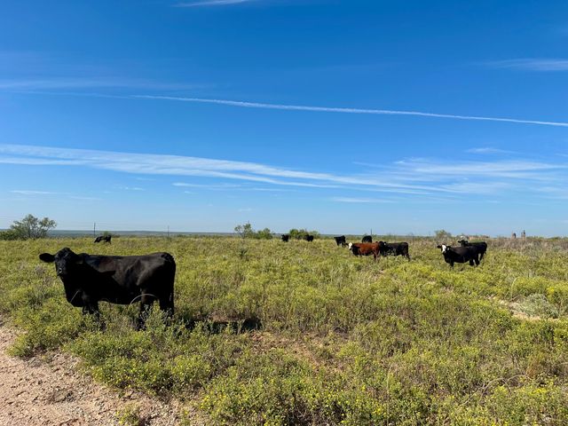 261 FM 261, Spur, TX 79370