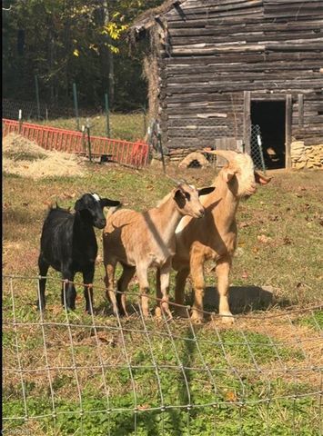 3110 Hall Road, Franklinville, NC 27248