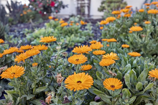 10070 Sea Turtle St, Elk Grove, CA 95757