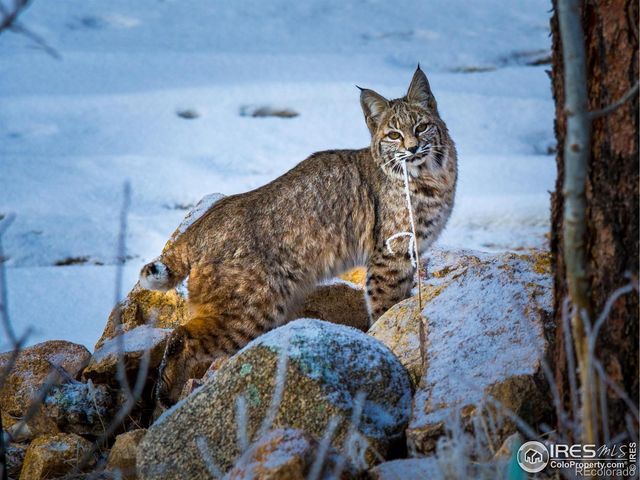 31 Wild Tiger Lane, Boulder, CO 80302