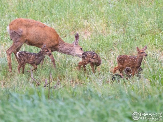 31 Wild Tiger Lane, Boulder, CO 80302