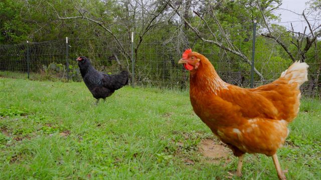 612 Canyon Rim DR, Dripping Springs, TX 78620