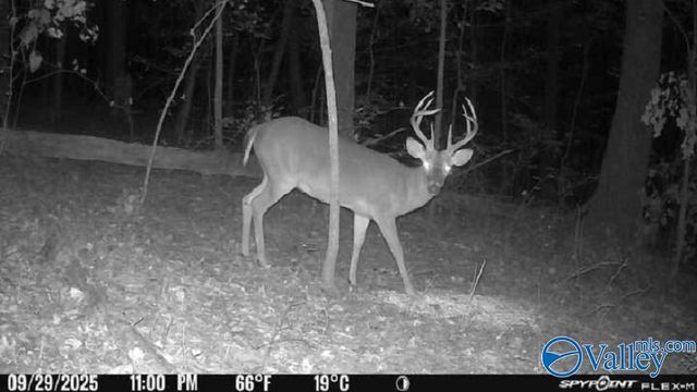 252 Naples Lane, Arab, AL 35016