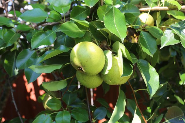 217 Wilsons Creek Bend, Bonaire, GA 31005