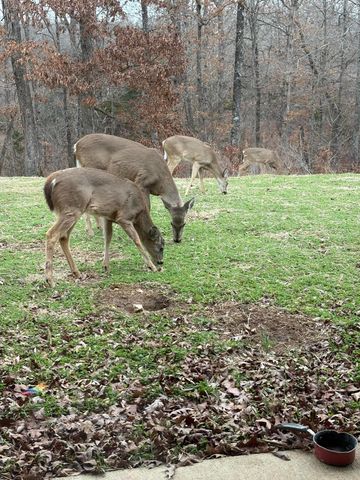 8008 County Road 5090, West Plains, MO 65775