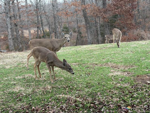 8008 County Road 5090, West Plains, MO 65775