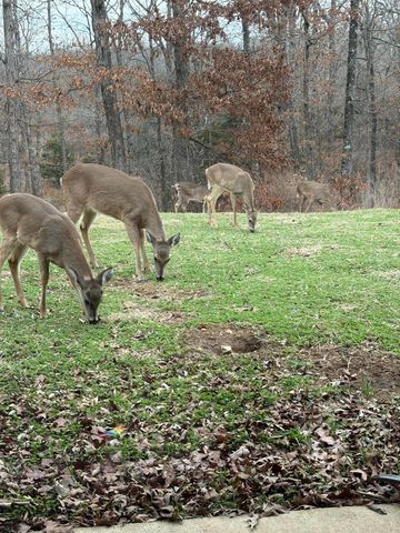 8008 County Road 5090, West Plains, MO 65775