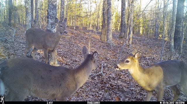 8008 County Road 5090, West Plains, MO 65775