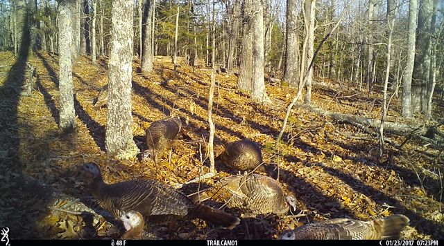 8008 County Road 5090, West Plains, MO 65775