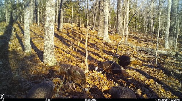 8008 County Road 5090, West Plains, MO 65775