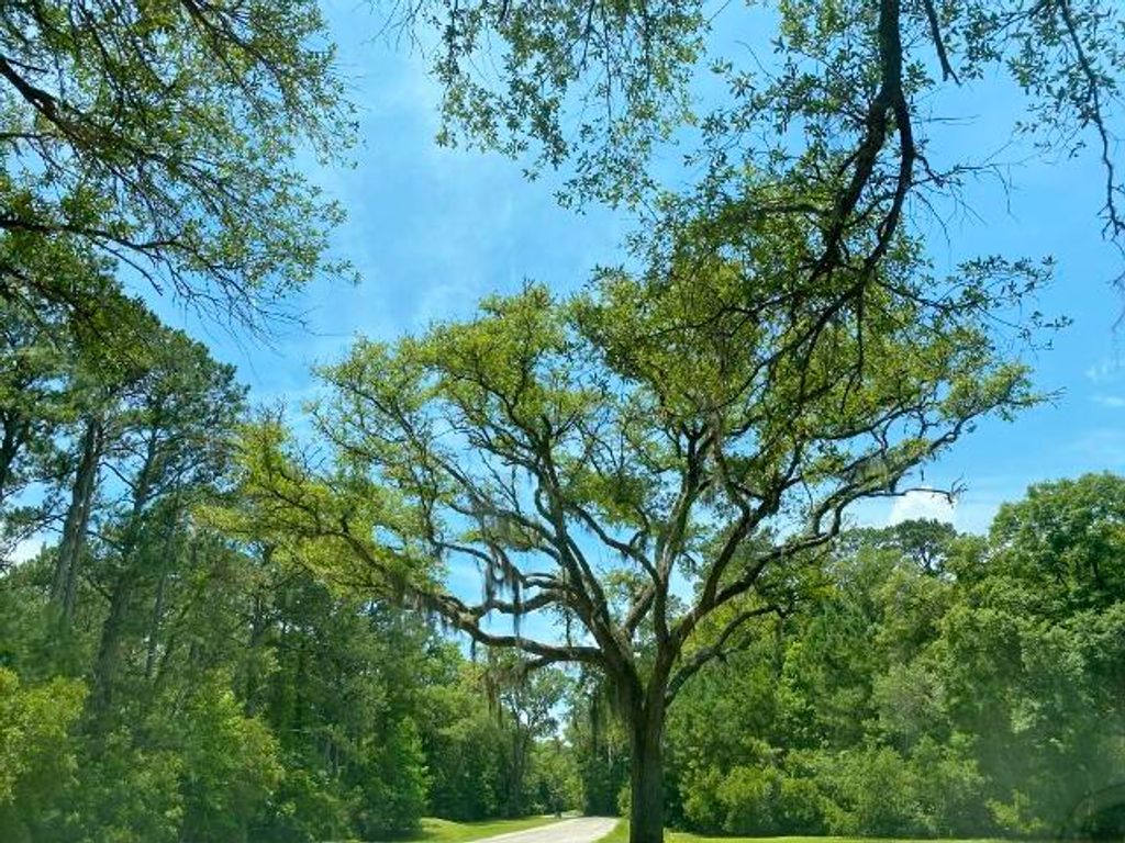 Image 9 of property listing at 25 Blackbear Road, Edisto Island, SC 29438