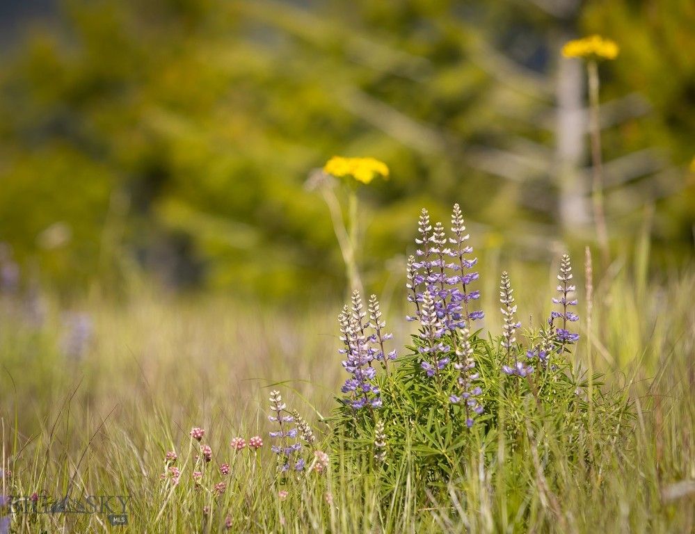 NHN Haskill Mountain Ranch Road, Kila, MT 59920 photo 15