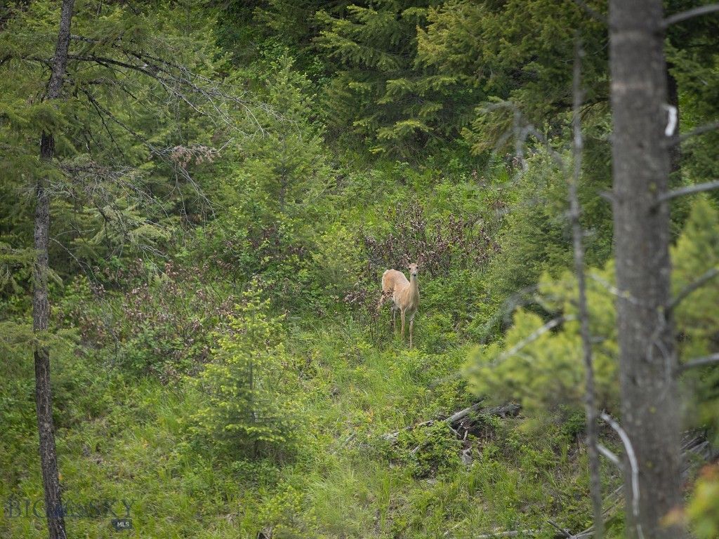 NHN Haskill Mountain Ranch Road, Kila, MT 59920 photo 7