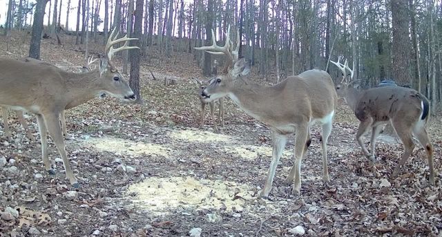 12254 Couch bottom Road, Harrison, AR 72601