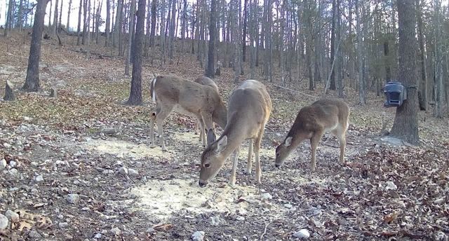 12254 Couch bottom Road, Harrison, AR 72601