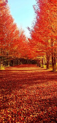 1340 E 2700 North Road, Ashkum, IL 60911