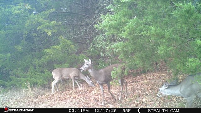 1203 County Road 4132, Cumby, TX 75433
