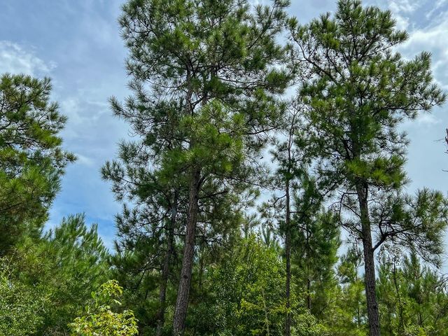 0 Fm 2939, Newton, TX 75966