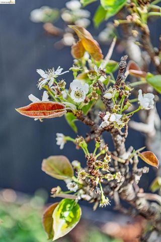 7210 Mound St, El Cerrito, CA 94530