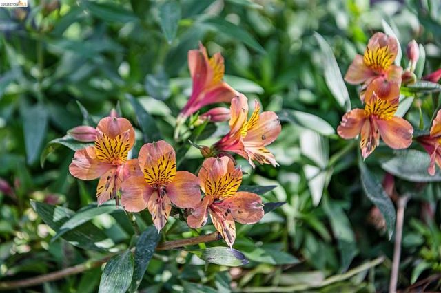 7210 Mound St, El Cerrito, CA 94530