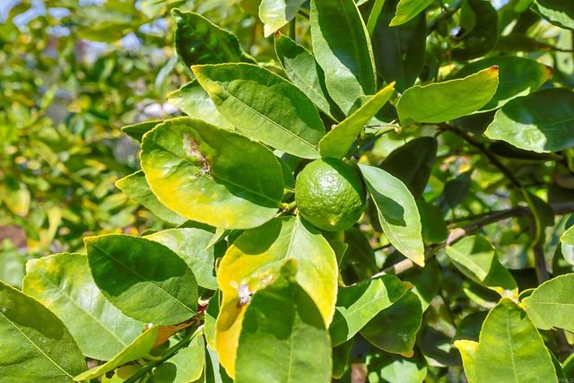 11825 Taia, Lakeside, CA 92040