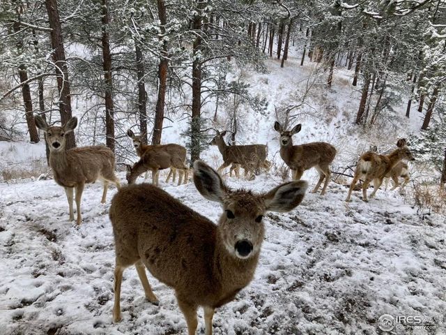 321 Greenwood Dr, Loveland, CO 80537