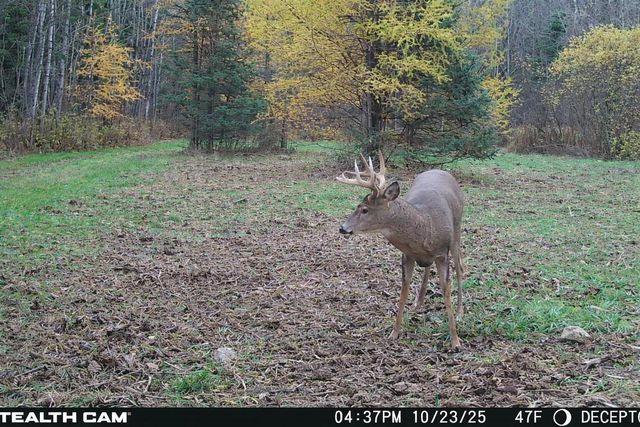 W13821 LLOYD CREEK ROAD, Gleason, WI 54435