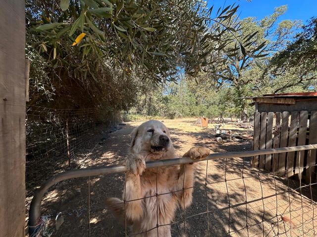 9153 Manzanita Ln, Oregon House, CA 95962