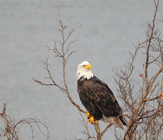 680 Emerald Pointe Drive 1, Hollister, MO 65672