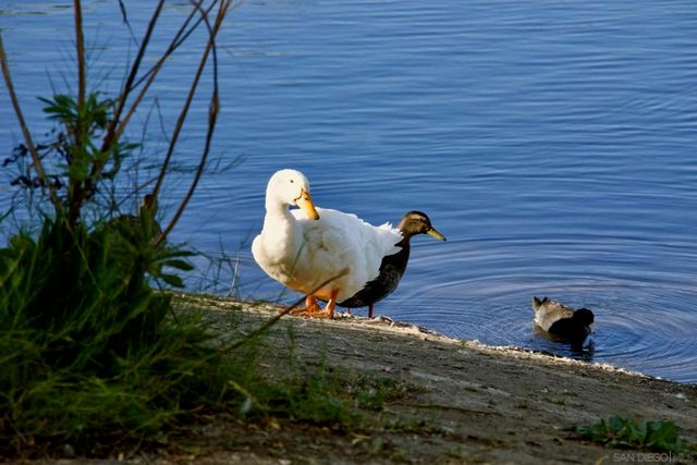 12525 Julian Avenue, Lakeside, CA 92040