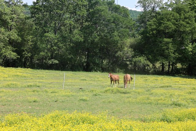 200 Reavley Road, Sale Creek, TN 37373